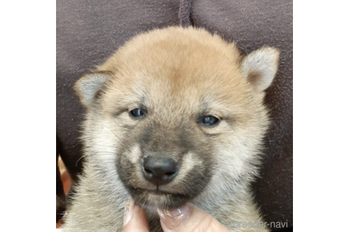 成約済の富山県の柴犬-174918の3枚目